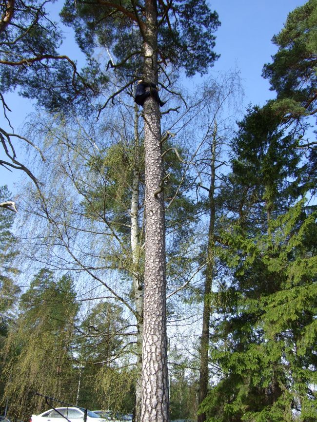 会議施設の外の木です。<br /><br />んん？？何かがいます。<br />分かりますか？<br /><br />