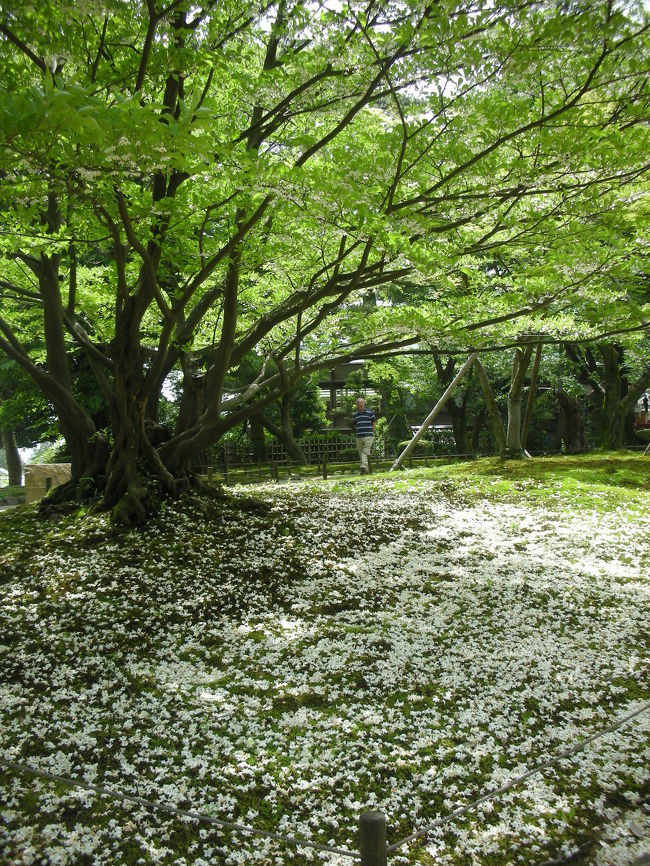 兼六園の桂坂の入り口を入ってすぐのところです。<br />花が散って真っ白になった地面がすごく綺麗でした。
