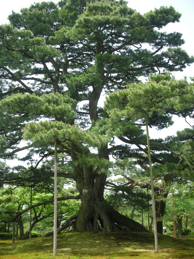 根上松です。<br />かなり立派な松の木でした。