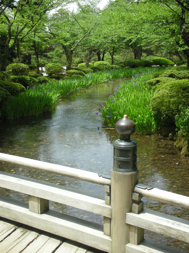 花見橋側から見たカキツバタ。