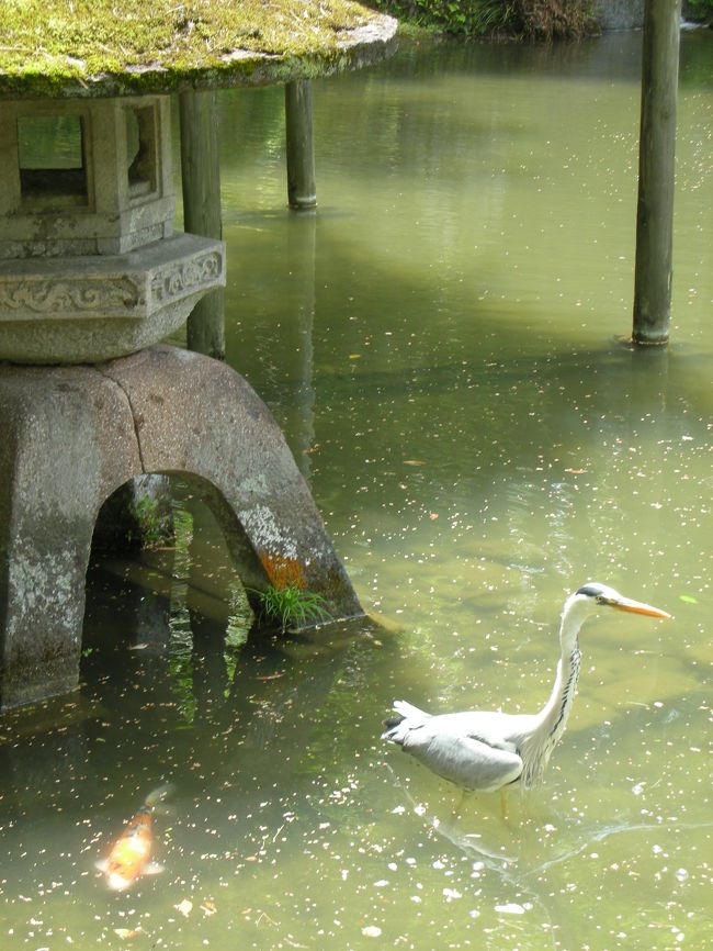 瓢池にいた鳥さんと鯉。