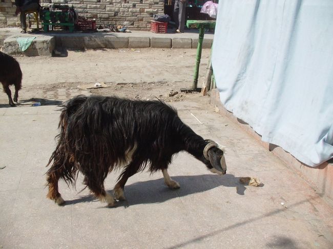 この辺りには野良犬ならぬ野良ヤギ？がいて、落ちている食べ物や紙くずを美味しそうに食べていました。<br />