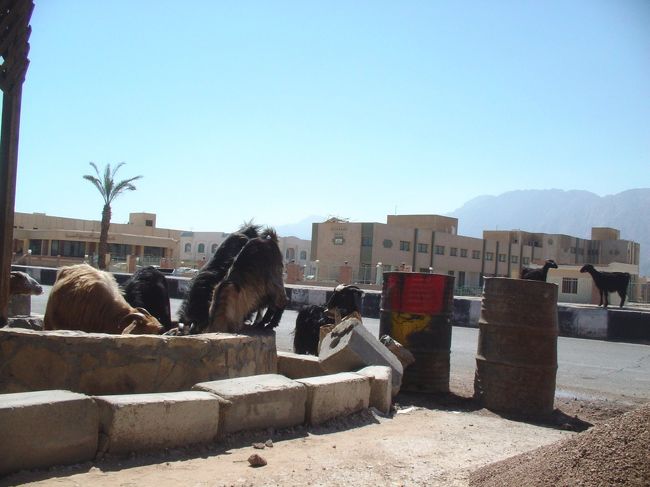 ロビーに座っていると後ろで物音が・・・振り返ると野良ヤギの群れがゴミをあさってる！！<br />さすがにこんだけいると少し怖い・・・