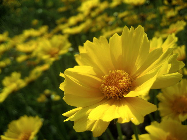 秋菊の物語('92中国/香港) ブルーレイ 楽天市場】新品北米版Blu-ray！【残菊物語】＜溝口健二監督作品