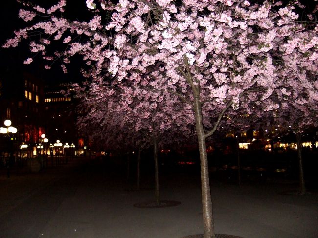 さて、夕食を終えて、<br />もう一度、王立公園へ桜を見に行きます。