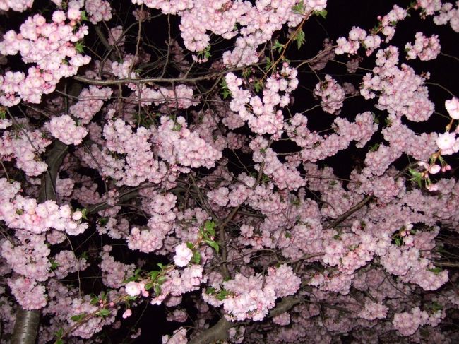 八重桜でしょうか？