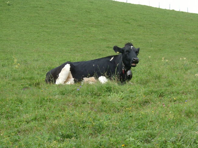 声をかける牛？