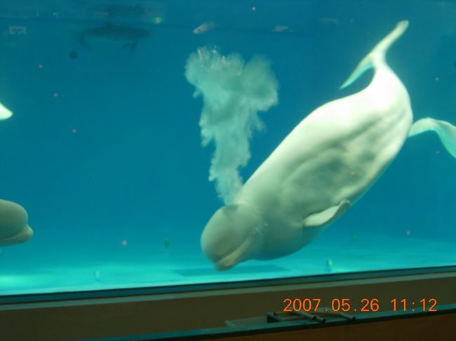 わかりづらいですが、ベルーガです