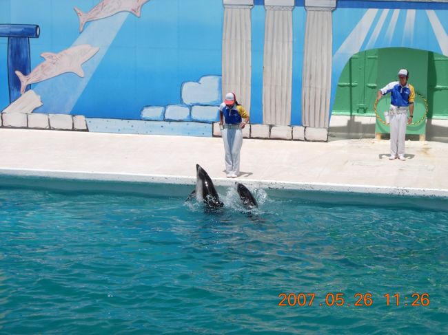 やっぱり面白いイルカショー