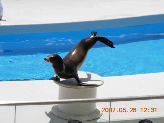 アシカも頑張ってます