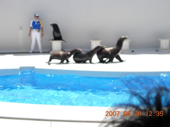 犬じゃないよ、アシカだよ