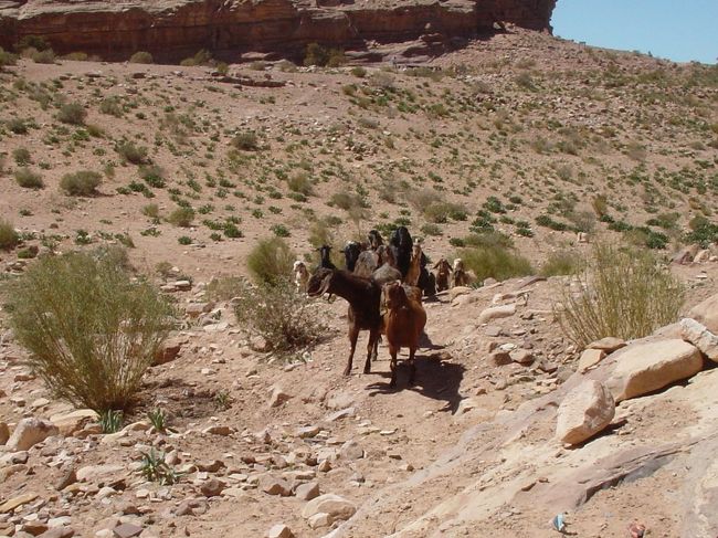 食事をしていると向こうからヤギの群れが。一体何事？？