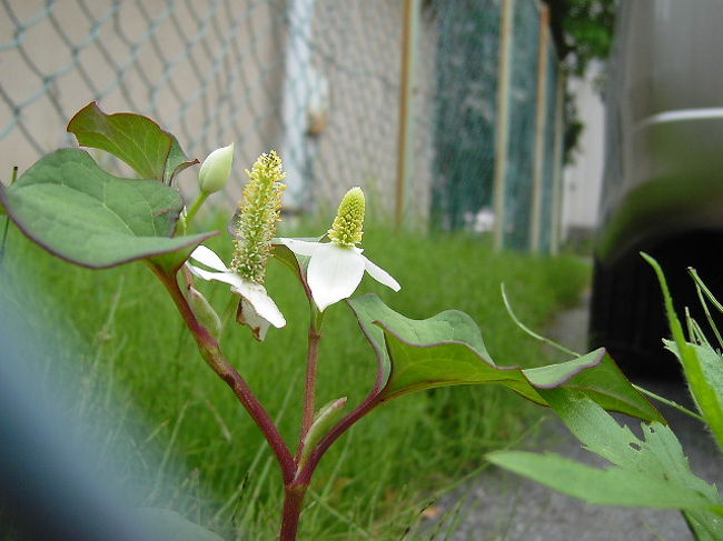 散歩の途中で 道端の草花 さいたま市 浦和 埼玉県 の旅行記 ブログ By コクリコさん フォートラベル 散歩の途中で 道端の草花 さいたま市 浦和 埼玉県 の旅行記 ブログ By コクリコさん フォートラベル