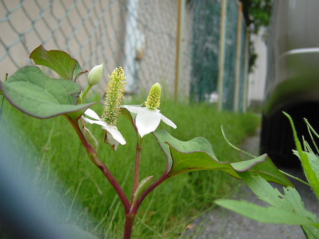 散歩の途中で 道端の草花 さいたま市 浦和 埼玉県 の旅行記 ブログ By コクリコさん フォートラベル