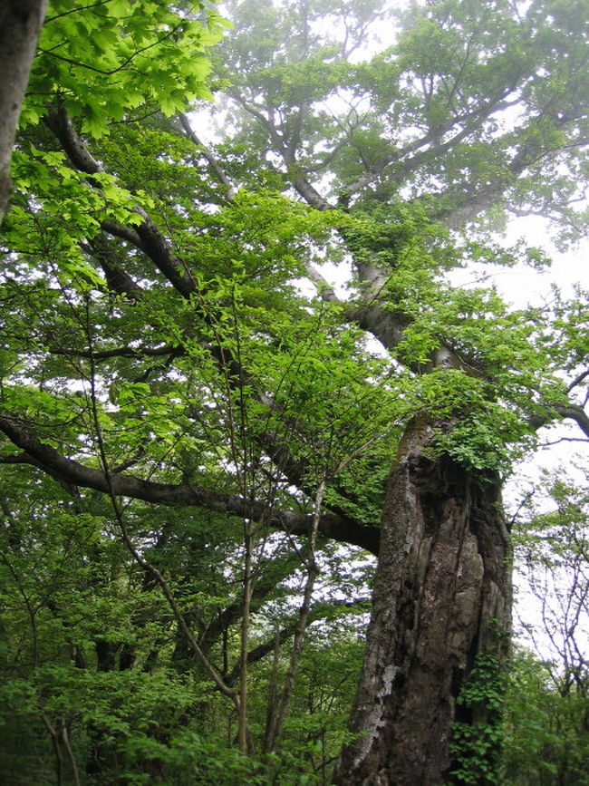 ブナ巨木の森 三国山 元箱根 芦ノ湖周辺 神奈川県 の旅行記 ブログ By そよ風さん フォートラベル