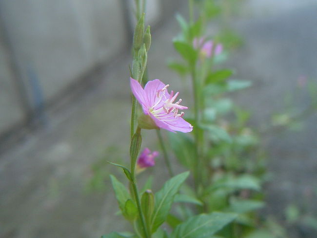 散歩の途中で 道端の草花 さいたま市 浦和 埼玉県 の旅行記 ブログ By コクリコさん フォートラベル