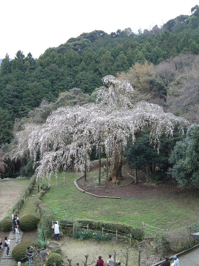 場所を移して、<br />長興山紹太寺の枝垂桜