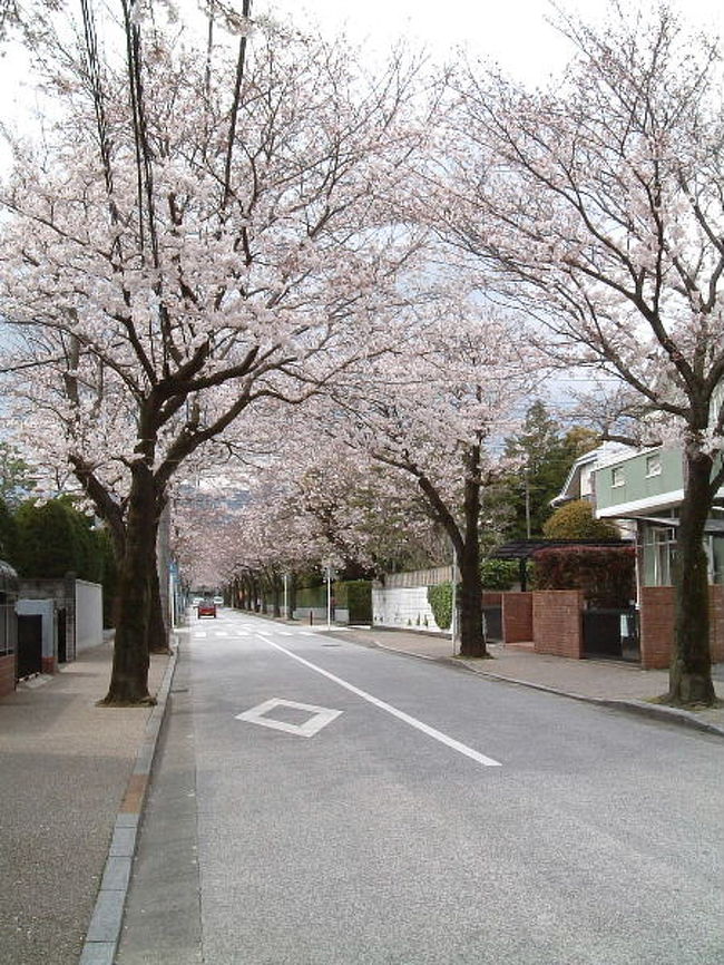 西海子小路：桜の並木道