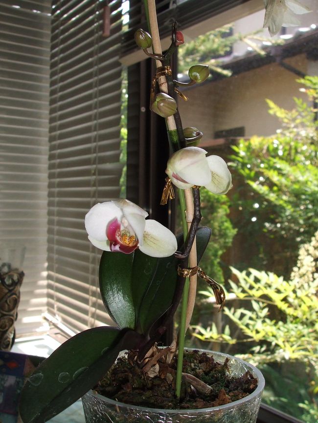 去年の母の日に贈った胡蝶蘭です。<br /><br />なんと今年になり新しい茎が生えてきて<br />つぼみを６つつけました。<br /><br />そのうちの２つ花が咲いたところです。<br />胡蝶蘭が翌年にもつぼみを持つのは<br />めずらしい事のようです。<br /><br />今年は良い年になりそうですね♪<br /><br />