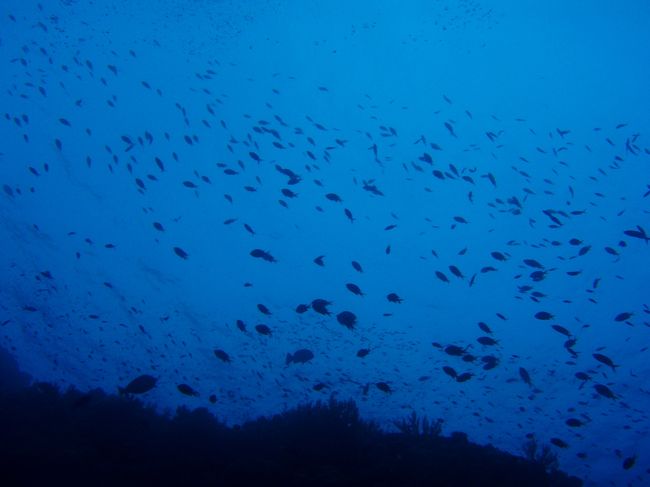 渡名喜島はキンギョハナダイが<br />絵はがきのように群れている、<br />とブリーフィングで聞いていましたが、<br />実際に見ると、もうただただ感動<br /><br />透明度も40オーバー！！