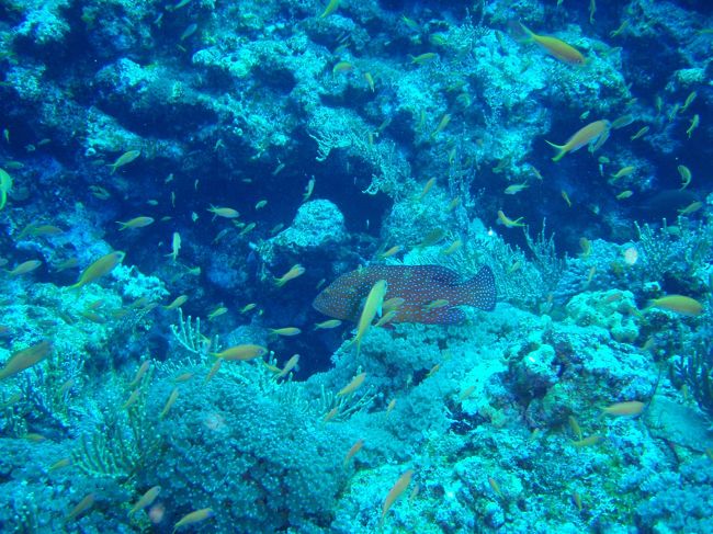 初めて見たユカタハタ(^0^)<br /><br />雑誌で見たニシバマのアザハタ。<br />あれが見てみたいな〜。