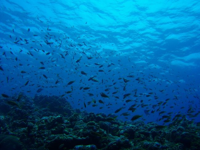 いや〜、ほんとすごいです。