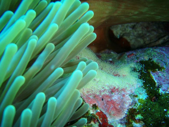 昨日見た赤ちゃんより少し成長したバージョン。<br />ルーペを見て、一つ一つ観察。<br />