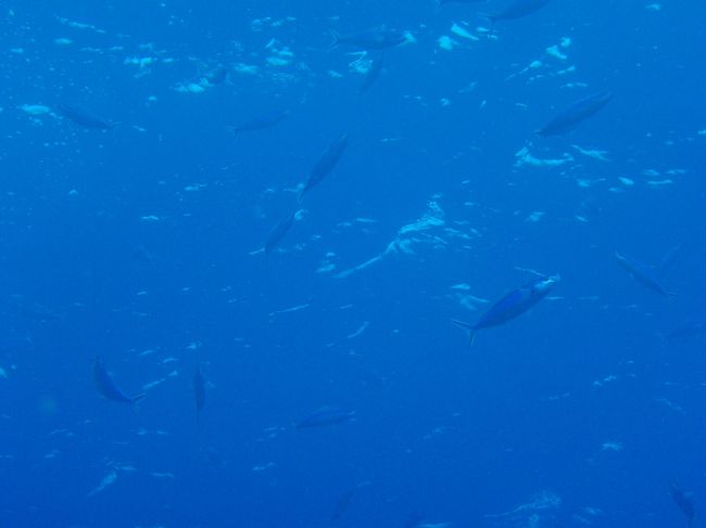 クマザサハナムロ<br /><br />昨日食べたから揚げはタカサゴ、<br />この日の夜、隣の人が食べてたの<br />クマザサハナムロでした。<br /><br />グルクンのから揚げ大好き