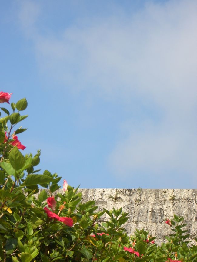 沖縄はすっかり夏。<br /><br />この日は３日間で一番の晴天。<br />ハイビスカスがステキ☆<br /><br />でも、梅雨だったし、天気にはあんまり期待<br />していませんでしたが、<br />ダイビング中も雨も降らず、<br />地形ポイントではここぞとばかりに<br />太陽が出て、お天気に恵まれてました。