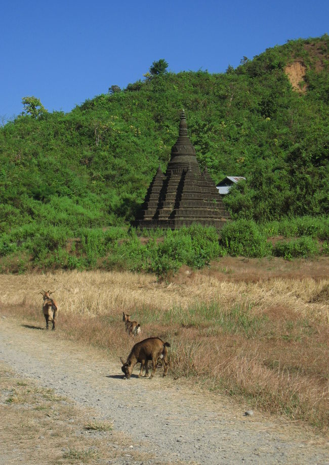 シッタウン寺院から東に向かい、ピタカタイ(Pitaka Taik)方面へ北上。<br /><br />ヤギをお供にしながらのんびりと歩きます。
