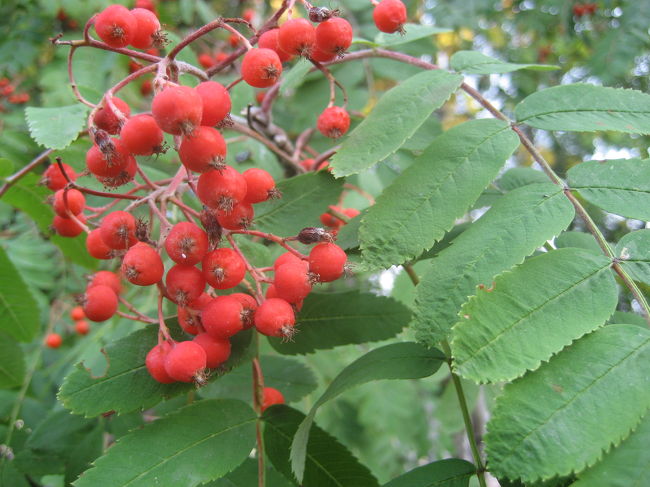 工場の敷地内にいるとは思えない。<br />自然のなかの工場です。