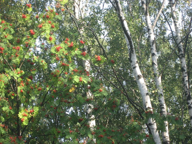 marimekko　工場敷地内。<br /><br />これぞフィンランド。ベリーと白樺が美しい。