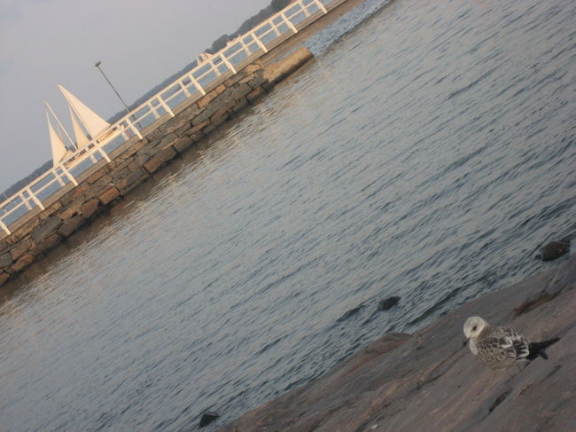 かもめだってちゃんといます。