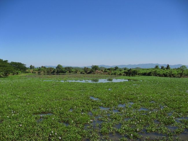 湿地や池の間をひたすら歩く。