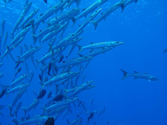 パラオ・ブルーコーナーの光景です。
