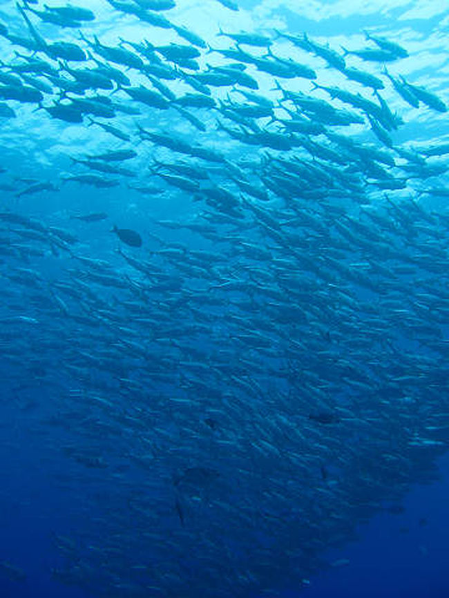 パラオ・ブルーコーナーの光景です。