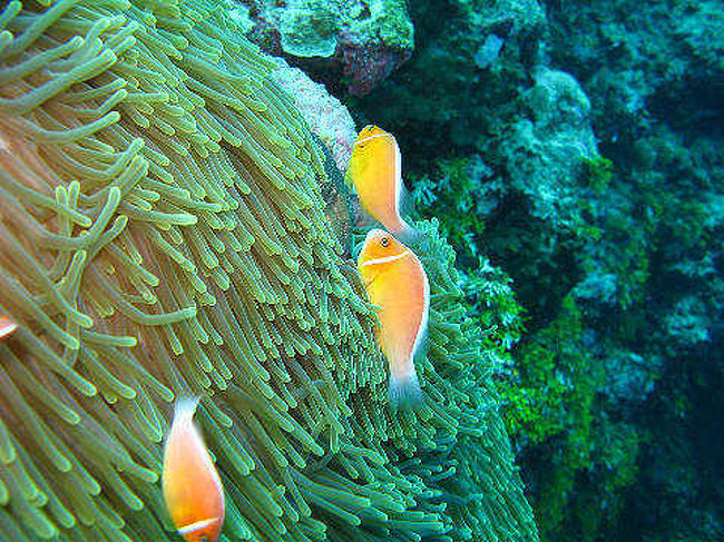 ハナビラクマノミさんです。