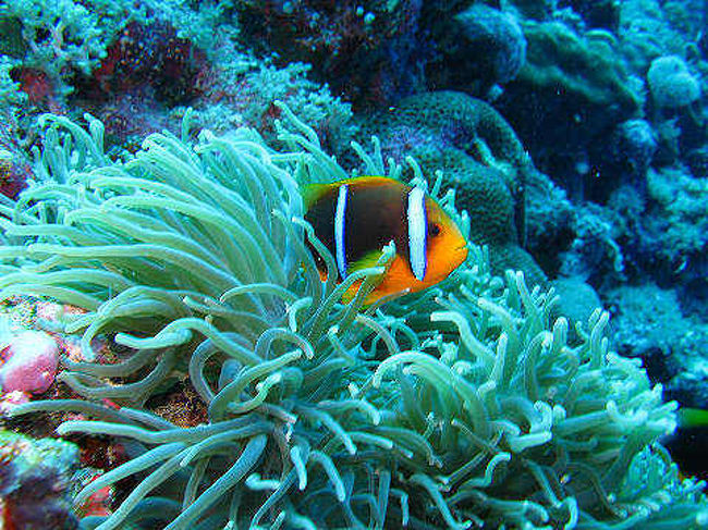 オレンジフィンアネモノフィッシュさんです。<br />結構気が強いです。