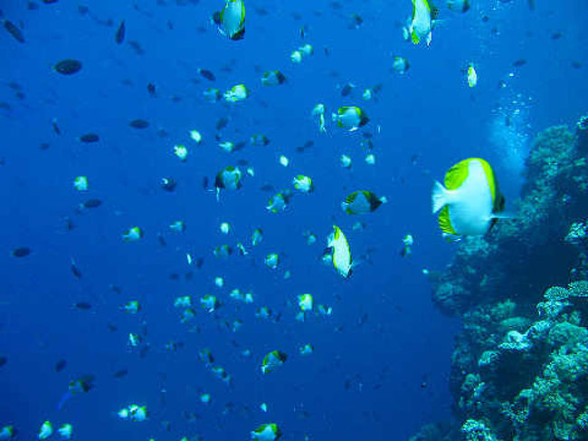 パラオの海、青くて最高です!<br />