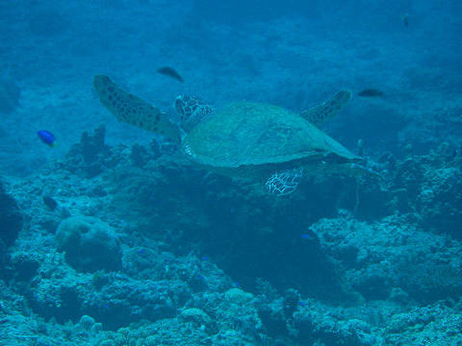 最後に、カメさんの写真です！