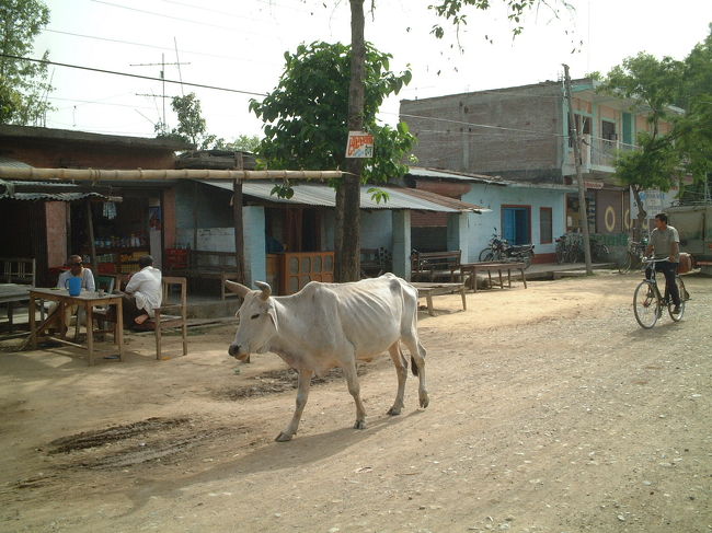ここでも野牛が