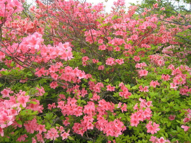 赤いつつじは満開でした。咲き誇っていました。<br />群生地は、板の回廊があってゆっくり歩いてみることができます。<br />今日は多くの人でにぎわっていました。<br />駐車場は2箇所ありますが、土・日曜日はどちらも朝早くからいっぱいになってしますそうです。