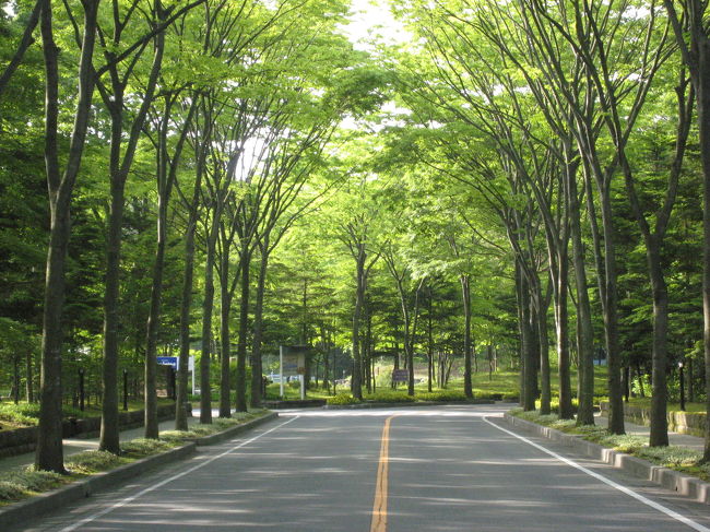 エントランス・ロードですが、新緑がキレイに見えました。<br />きちんと整備されていて、ホテル近くの道路には花がたくさん植えてありました。<br />温泉地にはめずらしく洗練されたホテルです。