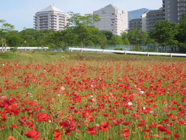 ホテルを出て５分もすると、ポピー畑がありました。<br />キレイにたくさん咲いていました。もうこれは、写真を撮らずにはいられません。