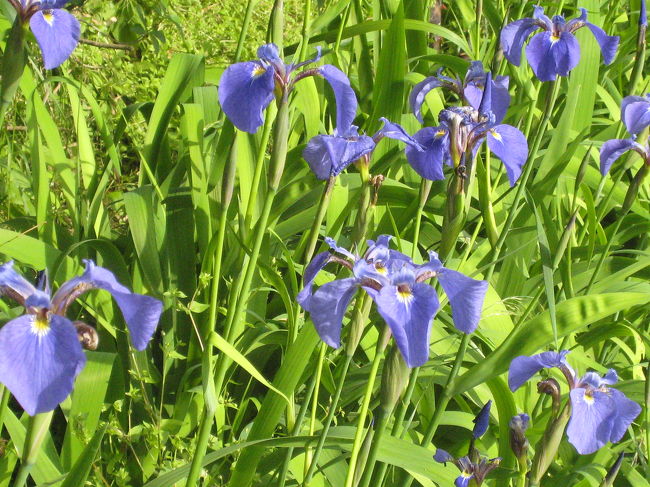 ポピー畑の隣には、菖蒲も咲いていました。<br />どうしても撮ってしまいますね。