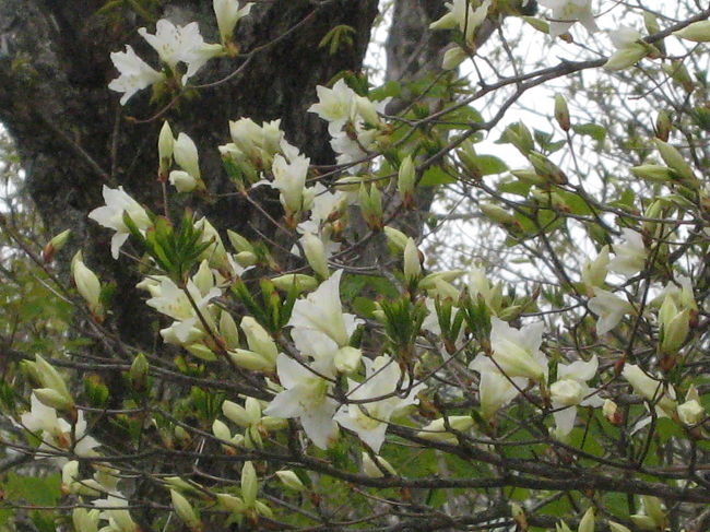 五葉つつじは、まだまだでした。やっと開花した状態で３〜4部咲きくらいでした。<br />満開は翌週末あたりとのことでした。