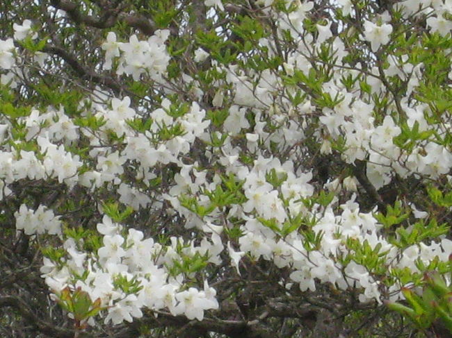 それでも何本かはみごとに開花しており、近くで清楚な美しい花を見ることができました。良かった！