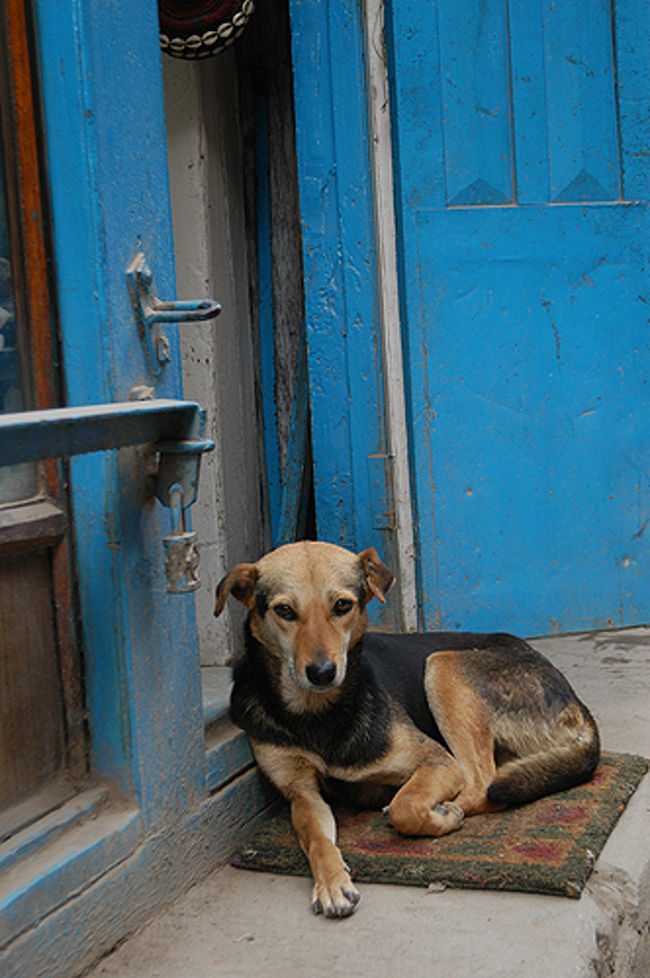 カトマンズの犬はみなさん気だるそう。暑いせいでしょうか。しかも飼い犬も基本放し飼いみたいで、ふらふらしています。<br />ただ、みんなおとなしい。あまり吠えたりしないみたいです。<br />私は一度だけ猛烈に吠えられました。早朝写真撮ってたので、相当怪しいと思われたのか、朝だから涼しくて元気が良かったせいなのか・・・。