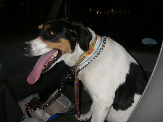 ノースショア・ドリームシャトルのガイドさんの飼い犬『シャチ』