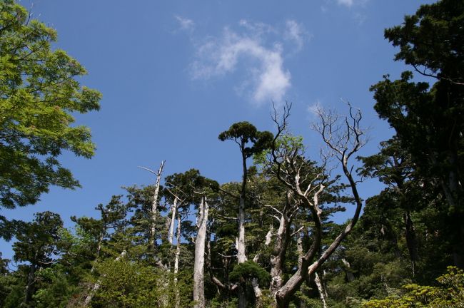 昨日の白谷雲水峡の苔がカラカラに乾いていたので、素敵な苔道に連れていってもらいました。<br />山道を進んでいくと到着。<br />空を見上げると、と〜っても青い空に心が晴れます。